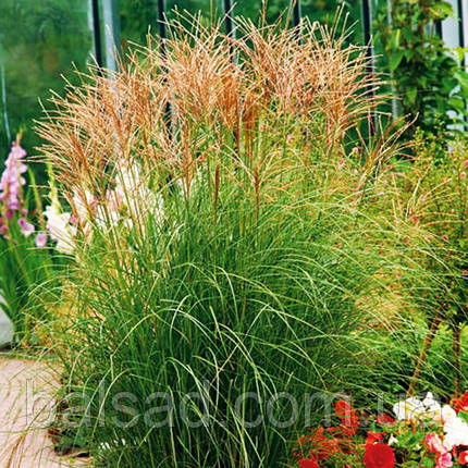 Міскантус Кляйн Сільберспін / Miscanthus Kleine Silberspinne, фото 3