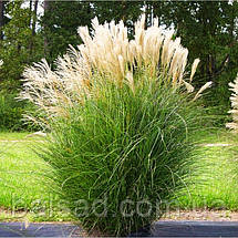 Міскантус Кляйн Сільберспін / Miscanthus Kleine Silberspinne, фото 5