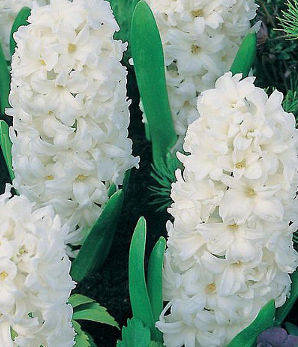 Гіацинт Carnegie 1 цибулина (калібр 18/19 - дуже великий), фото 1