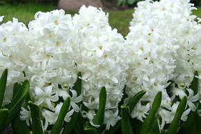 Гіацинт Carnegie 1 цибулина (калібр 18/19 - дуже великий), фото 3