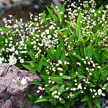 Дейція витончена Нікко / Deutzia gracilis Nikko