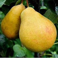 Саджанці груші "Лимонна"