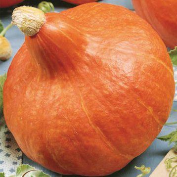 Насіння гарбуза Учікі курі, 5 насінин, LEDAAGRO