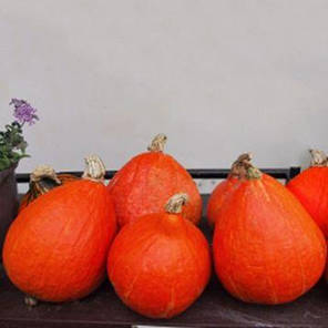 Насіння гарбуза Учікі курі, 5 насінин, LEDAAGRO, фото 2