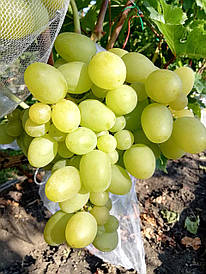 Виноград "Кішміш Хімрод" (саджанці)