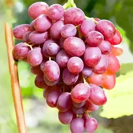 Саджанці винограду "Гурма"