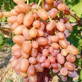 Саджанці винограду "Знахідка"(ранній)