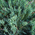 Саджанці Ялівцю віргінського Блю Клоуд (Juniperus virginiana Blue Cloud) Р9, фото 2