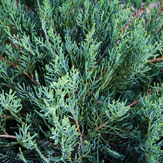 Саженцы Можжевельника виргинского Блю Клоуд (Juniperus virginiana Blue Cloud) Р9 - фото 2 - id-p1449464700