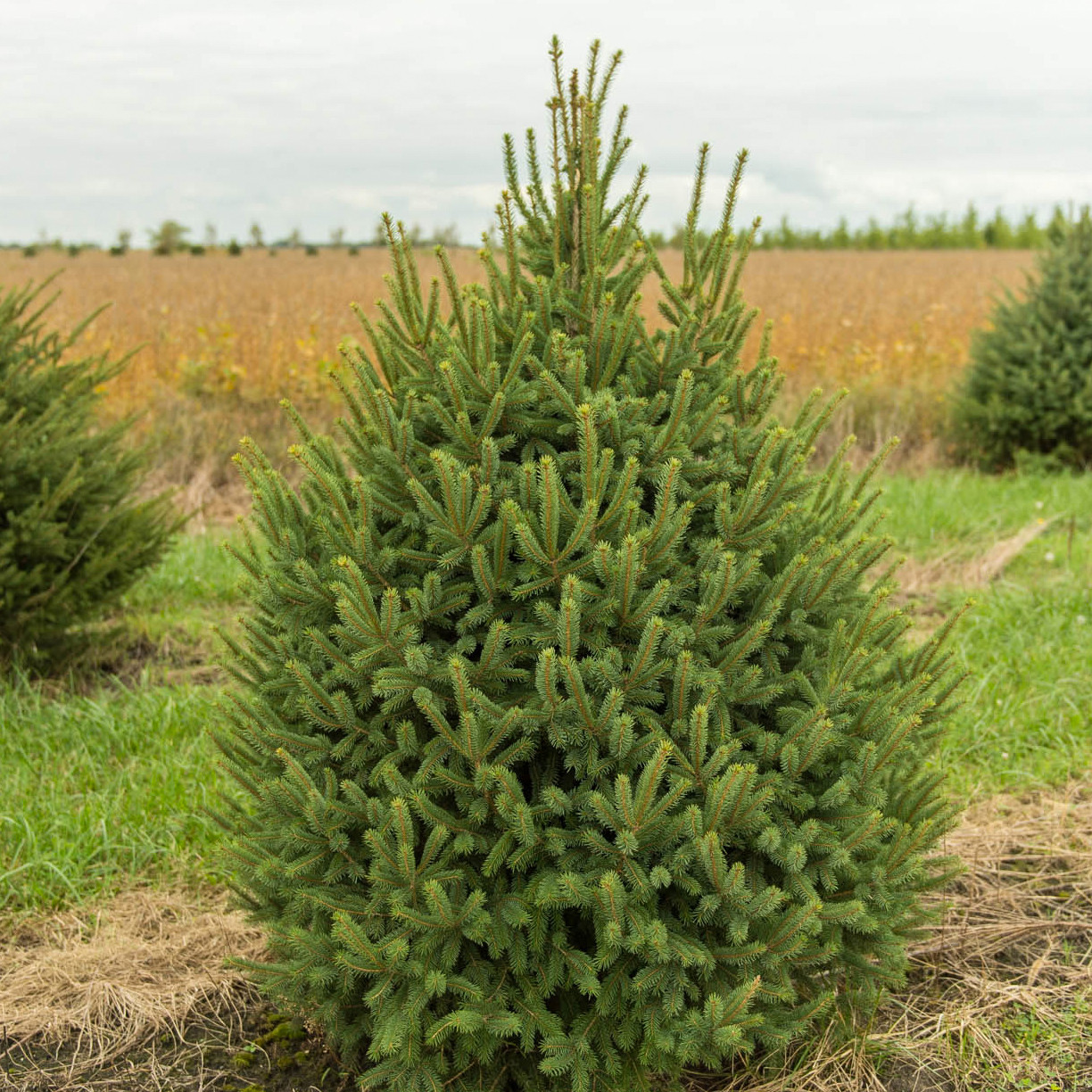 Саджанці Ялини канадської Денсата (Picea glauca Densata) Р9