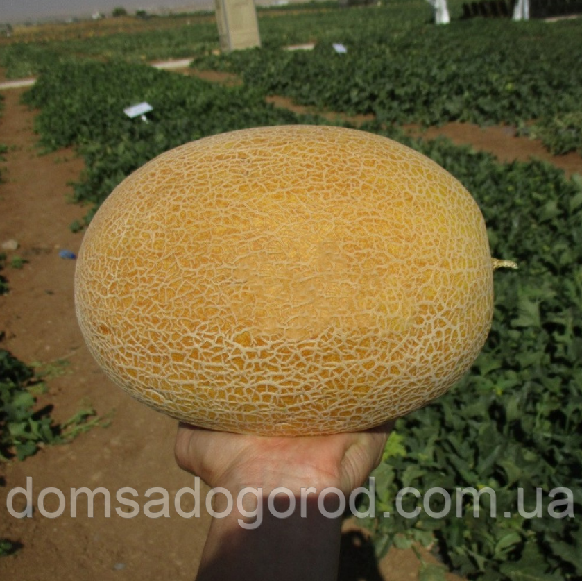 ДИНЯ МІЛАН F1 | MILAN F1, CLAUSE 1000 шт