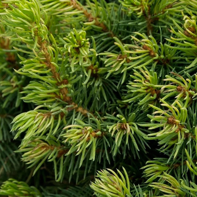 Саженцы Ели канадской Коника (Picea glauca Conica) - 2-х летняя С1.5 - фото 4 - id-p1535921557