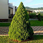 Саджанці Ялини канадської Коніка (Picea glauca Conica) - 2-х річна С1.5, фото 2