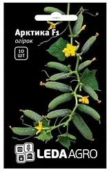 АРКТИКА F1 / АРЕНА F1 насіння огірка, 10 насіння — партенокарпічний, ранній (36-40 днів) LEDAAGRO