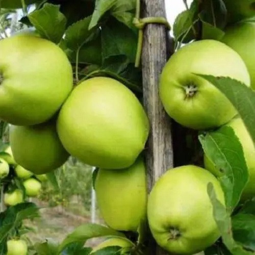 Яблоня Грин Схем (зимняя)