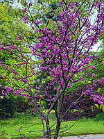 Церцис siliquastrum "Bodnant". Cercis siliquastrum "Bodnant".