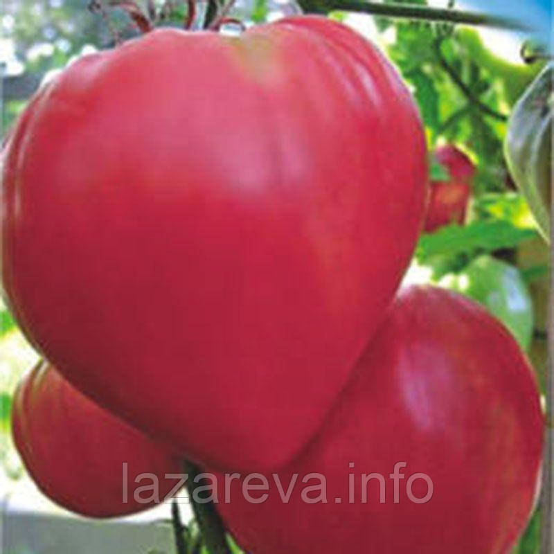 Рожевий мед 30 насінин, фото 1