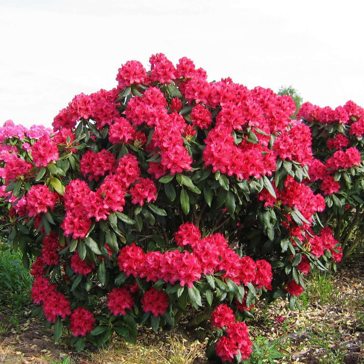 Rhododendron Nova Zembla (Нова Зембла)