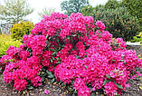 Rhododendron Nova Zembla (Нова Зембла), фото 4