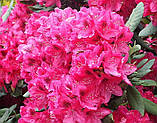 Rhododendron Nova Zembla (Нова Зембла), фото 5