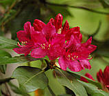 Rhododendron Nova Zembla (Нова Зембла), фото 3