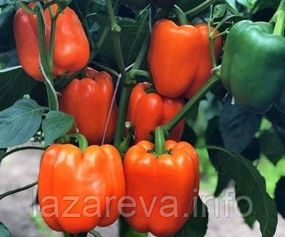 Насіння перцю Афродіта 20-50 насінин
