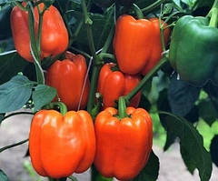 Насіння перцю Афродіта 20 шт