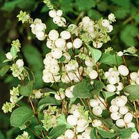 Сніжноягідник білий (Symphoricarpos albus) контейнер 0.5 л