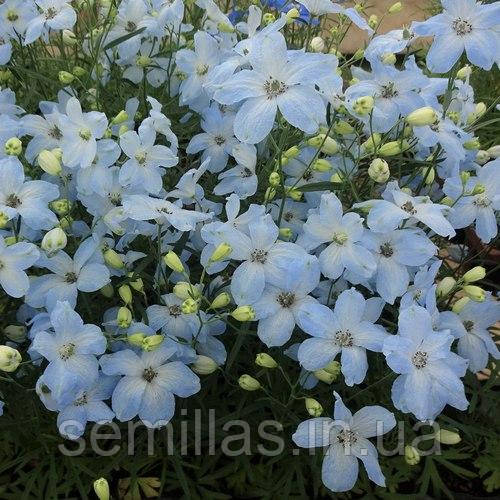 Насіння дельфініума Чір F1, 30 шт., ніжно-блакитний, ТМ "ЛєдаАгро"