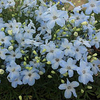 Насіння дельфініума Чір F1, 30 шт., ніжно-блакитний, ТМ "ЛєдаАгро"