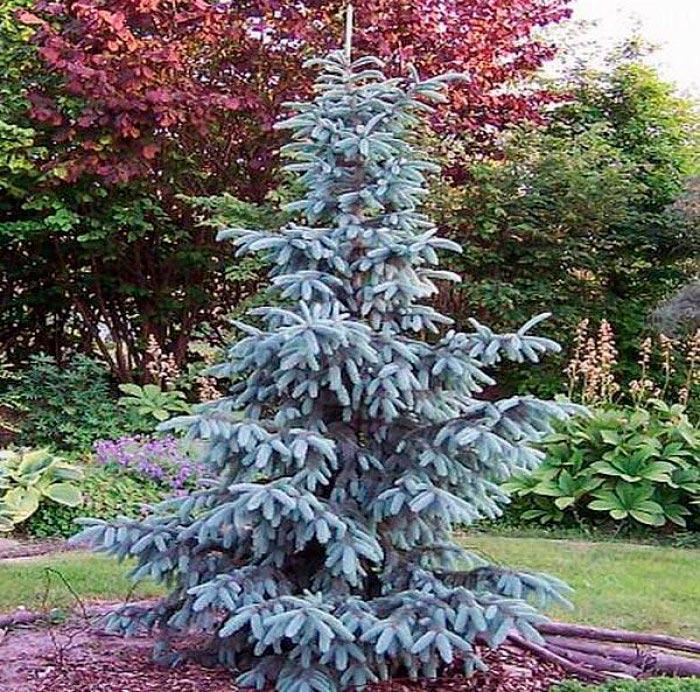 Саджанці Ялини Енгельмана (Picea engelmannii), фото 1