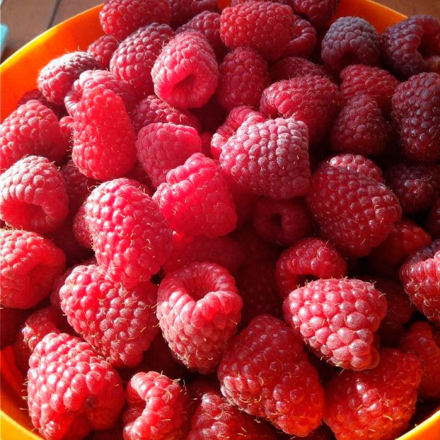 Ремонтантна малина червона