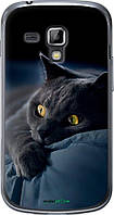 Чохол на Samsung Galaxy S Duos s7562 Димчастий кіт "825u-84-63407"