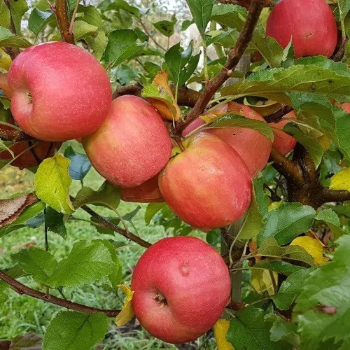 Яблуня Аскольда (зимова), фото 1