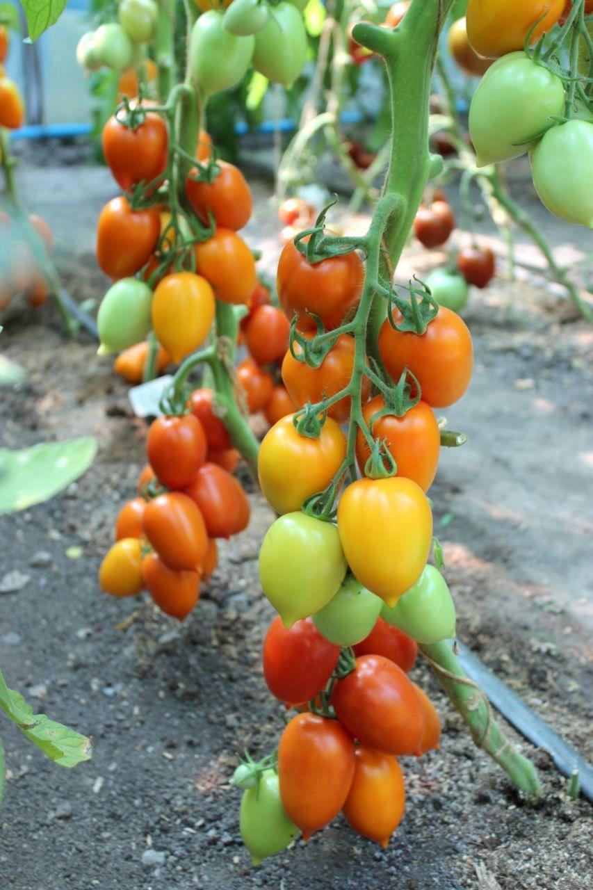 Насіння томату Зевс F1 10 шт, фото 1