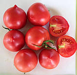 Насіння томату Любомир F1 10 шт, фото 4