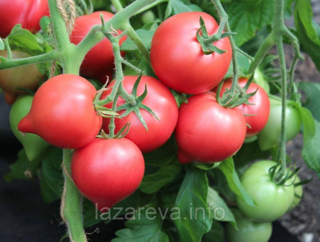 Насіння томату Любомир F1 10 шт, фото 1