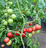 Насіння томату Любомир F1 10 шт, фото 5