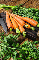 Семена весовые моркови Вита Лонга 0,1 кг