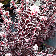 Пухироплідник Світ Черрі Ті / С3 / Magical Sweet Cherry Tea, фото 3