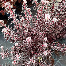 Пухироплідник Світ Черрі Ті / С3 / Magical Sweet Cherry Tea, фото 6