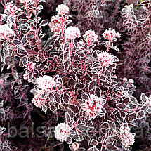 Пухироплідник Літл Джокер / С5 / Physocarpus Little Joker, фото 6