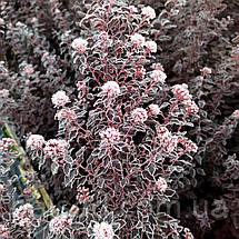 Пухироплідник Літл Джокер / С5 / Physocarpus Little Joker, фото 4