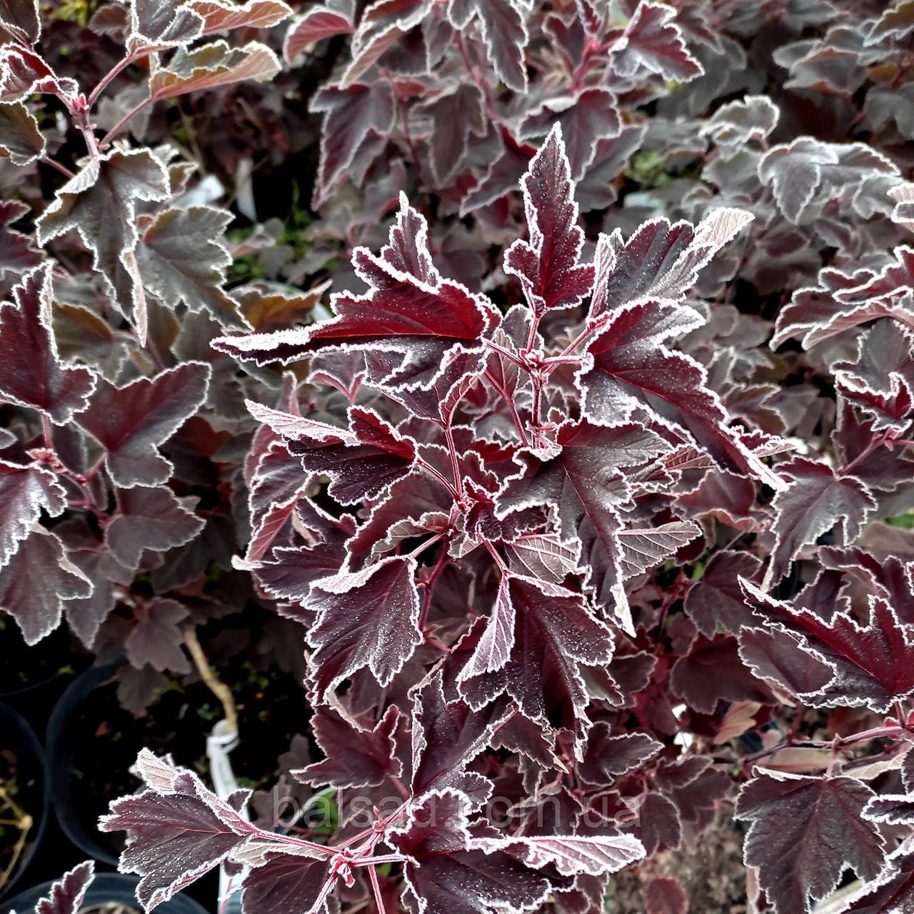 Пухироплідник Леді ін Ред / С3 / Physocarpus Lady in Red