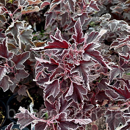 Пухироплідник Леді ін Ред / С3 / Physocarpus Lady in Red, фото 2