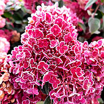 Гортензія Фрамбозін / С3 / Hydrangea paniculata Framboisine, фото 5