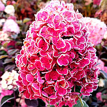 Гортензія Фрамбозін / С3 / Hydrangea paniculata Framboisine, фото 4