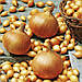Цибуля голландський сорт Стурон середньо ранній ріпчаста, для зимової посадки округлої форми жовто-коричневий, фото 2