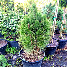 Сосна чорна Грін Тауер / С20 / h 60-70 / Pinus nigra Green Tower, фото 3