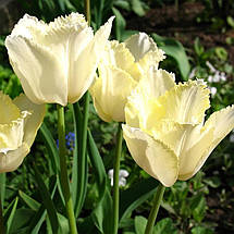 Тюльпан оторочений Royal Sphinx (Роял Сфінкс) 3 цибулини, фото 4